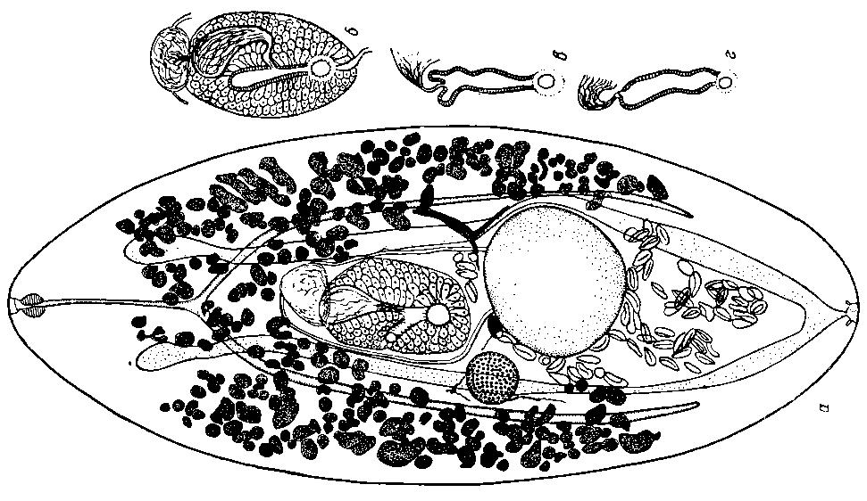 Представитель Семейства Bivesiculidae